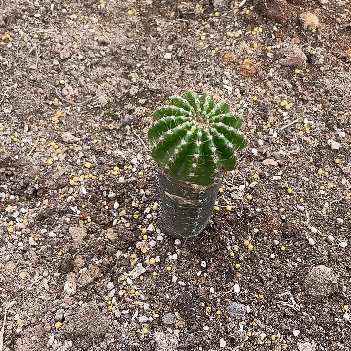 先***想嘟9号秀蒲嫁接瑕疵福利