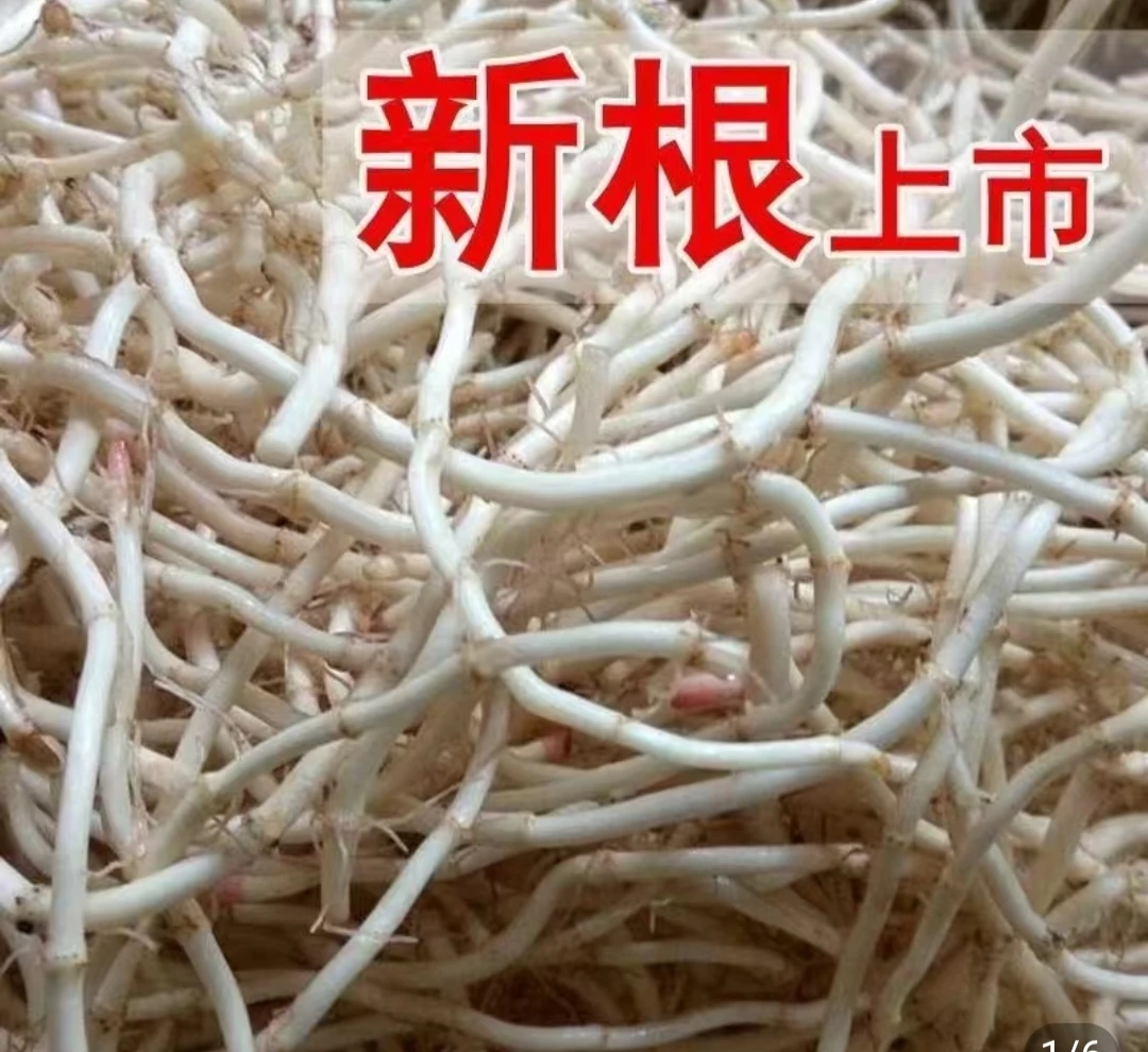 贵州新鲜折耳根鱼腥草嫩根蔬菜节节根即食特产带泥发货