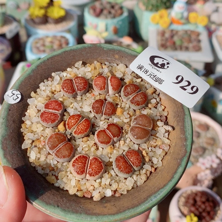 生石花花花花花花花929