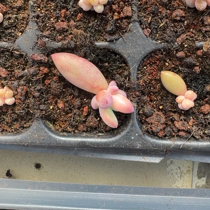 朵唯菲 红体 叶插 一物一拍