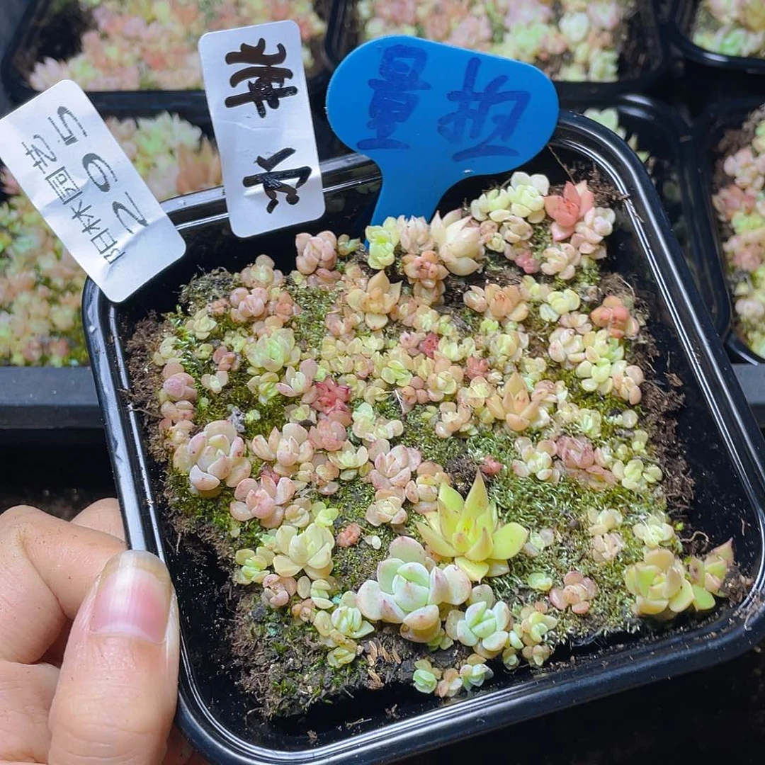 量拍多肉植物多肉植物295