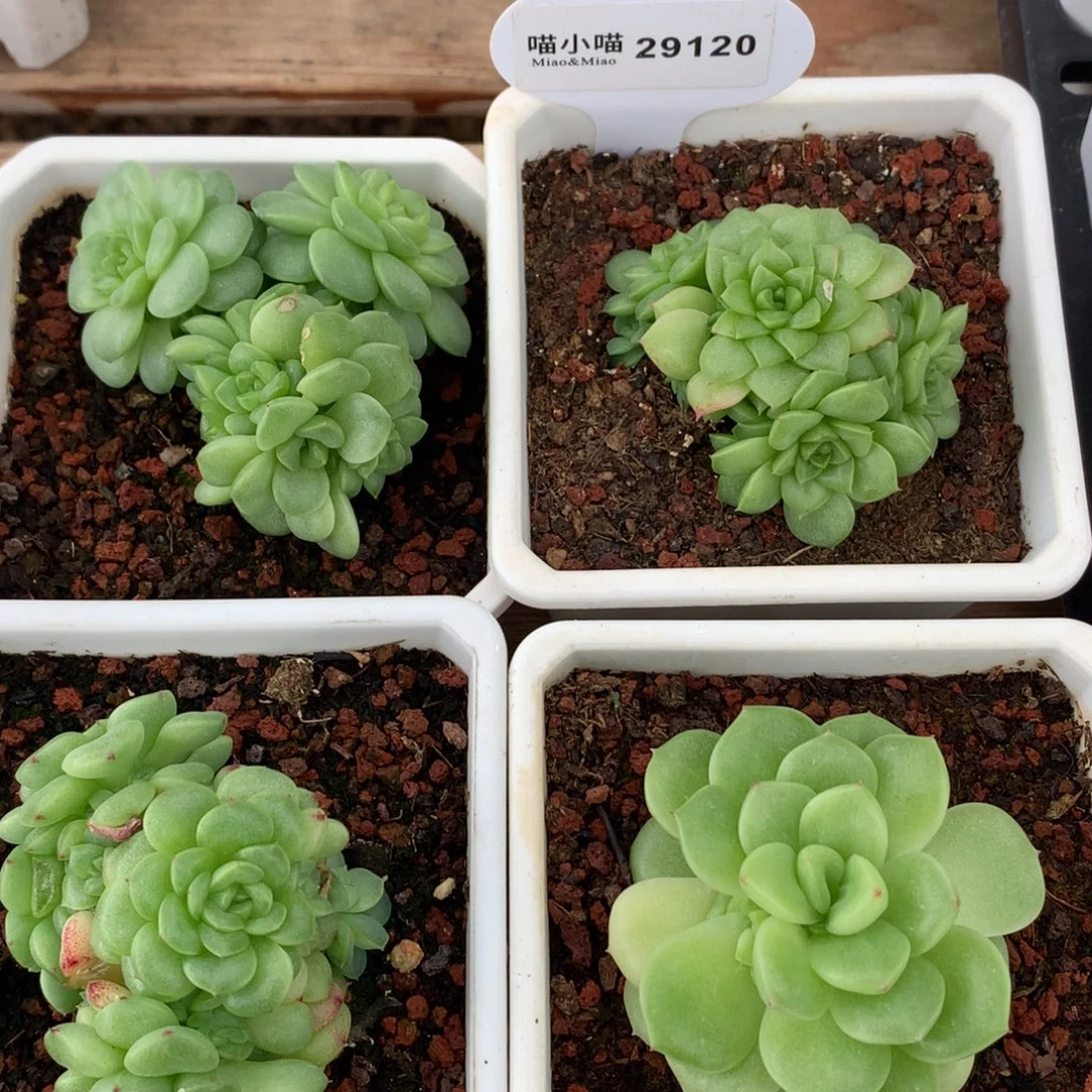 阿****多肉植物杂交珍妮