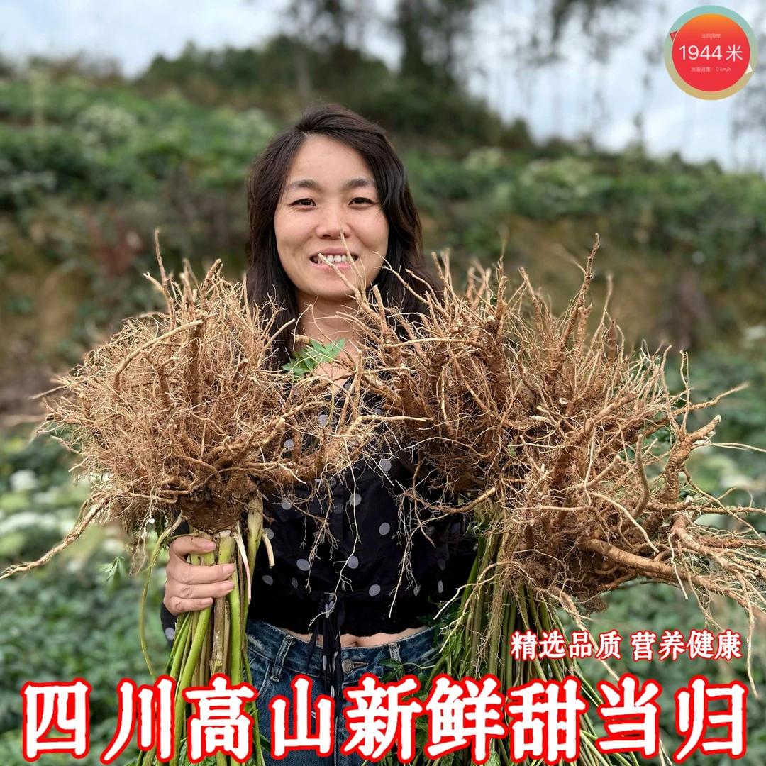 四川汉源高山新鲜现挖甜当归土当归菜当归包邮
