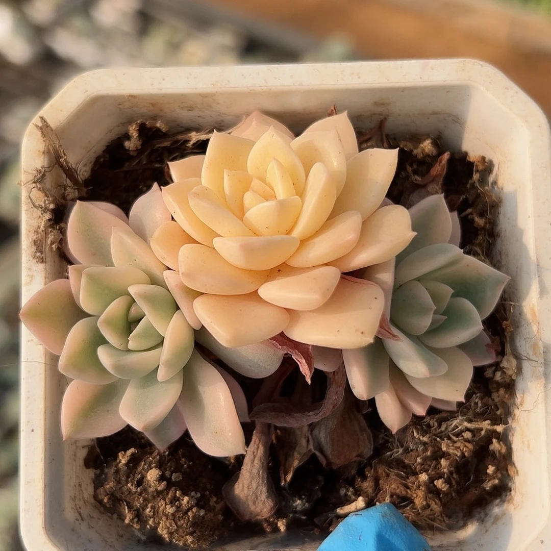 红粉佳人锦底座，介意慎拍