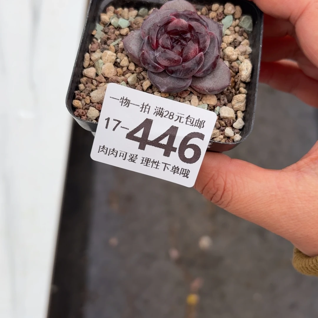 黑羽无盆土发货无