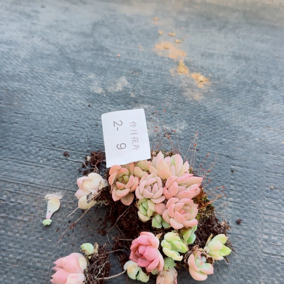 开播福利特好珍妮切糕一份十多颗量拍2-9右一