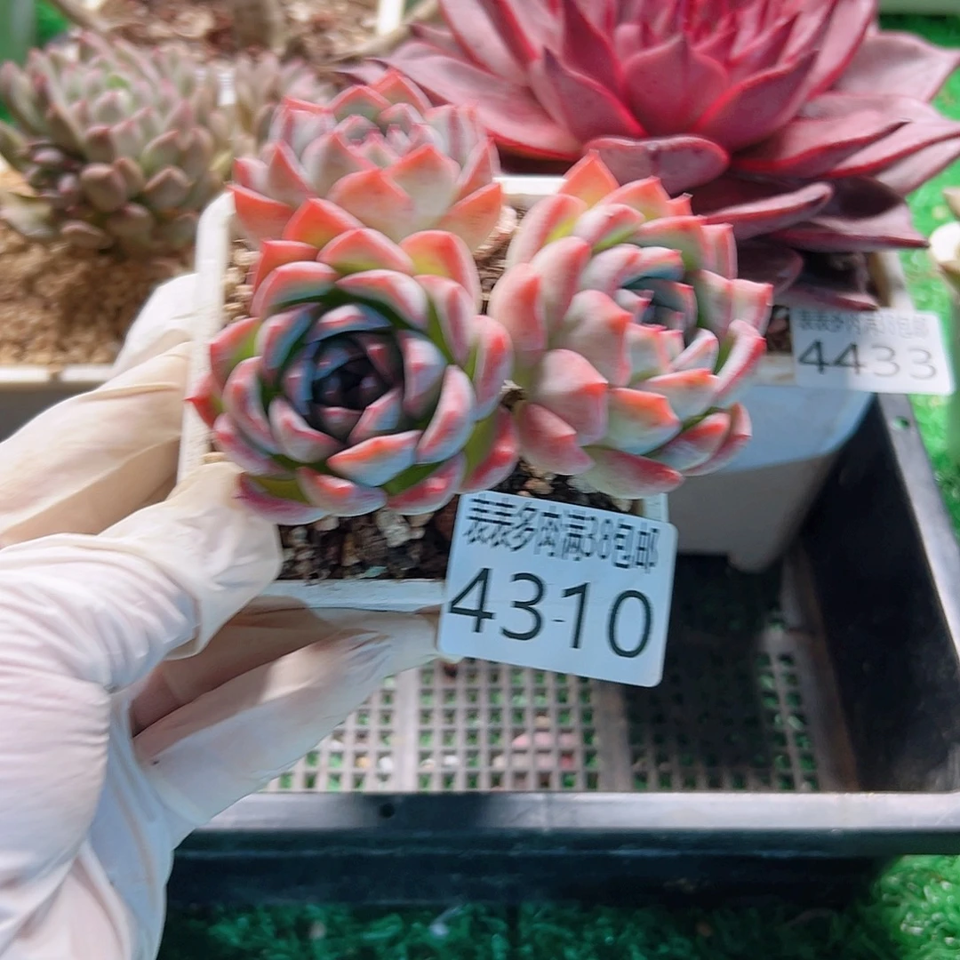 无花朵多肉一物一拍植物4310