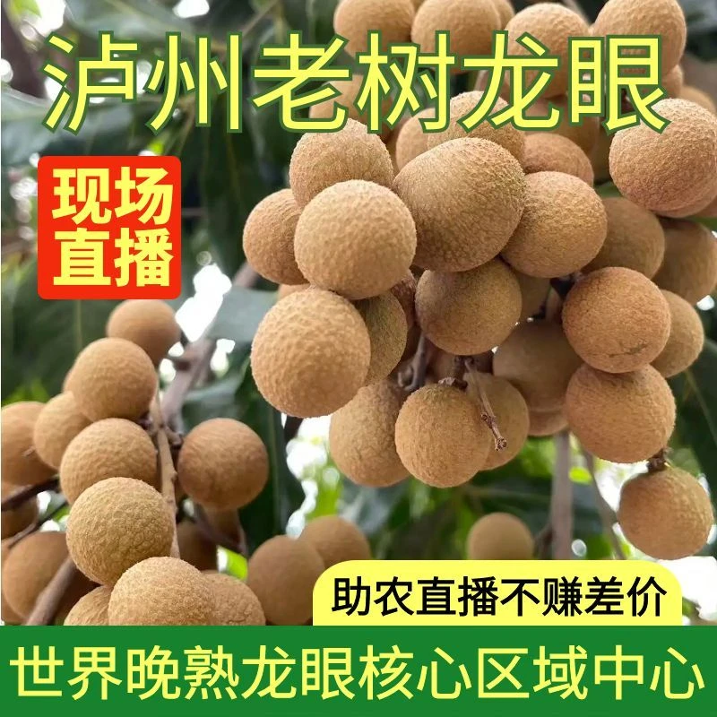 【助农】泸州桂圆长江沿岸龙眼现摘助农现场直播9月28