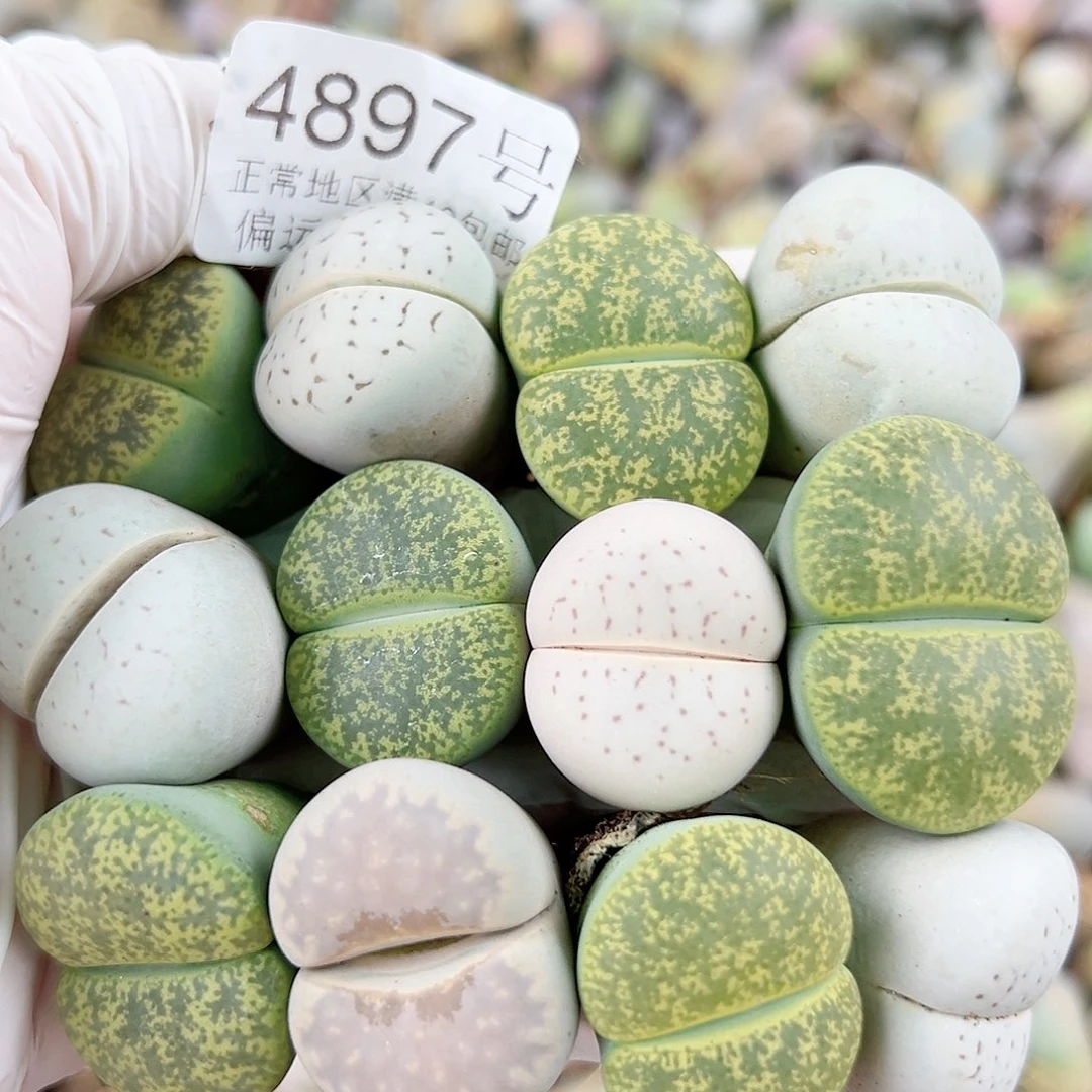 4897 好养易活生石花大母本12个2.5cm左右
