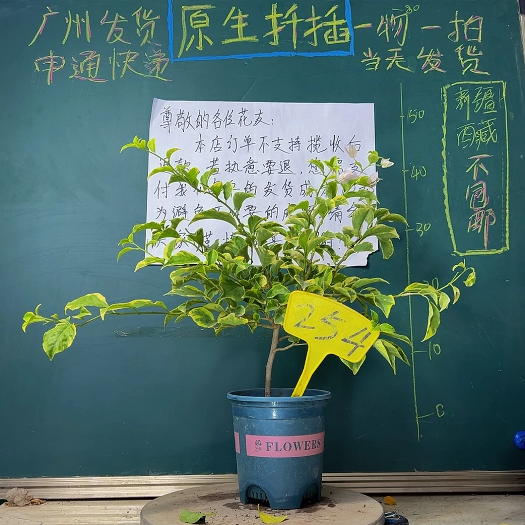 当前无花栽培后可以开花金边浅紫254
