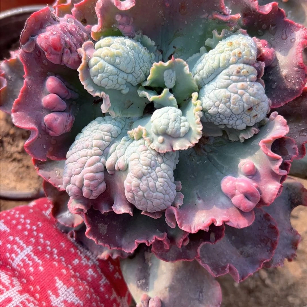 花****熊蛮倔多肉植物植物营养液