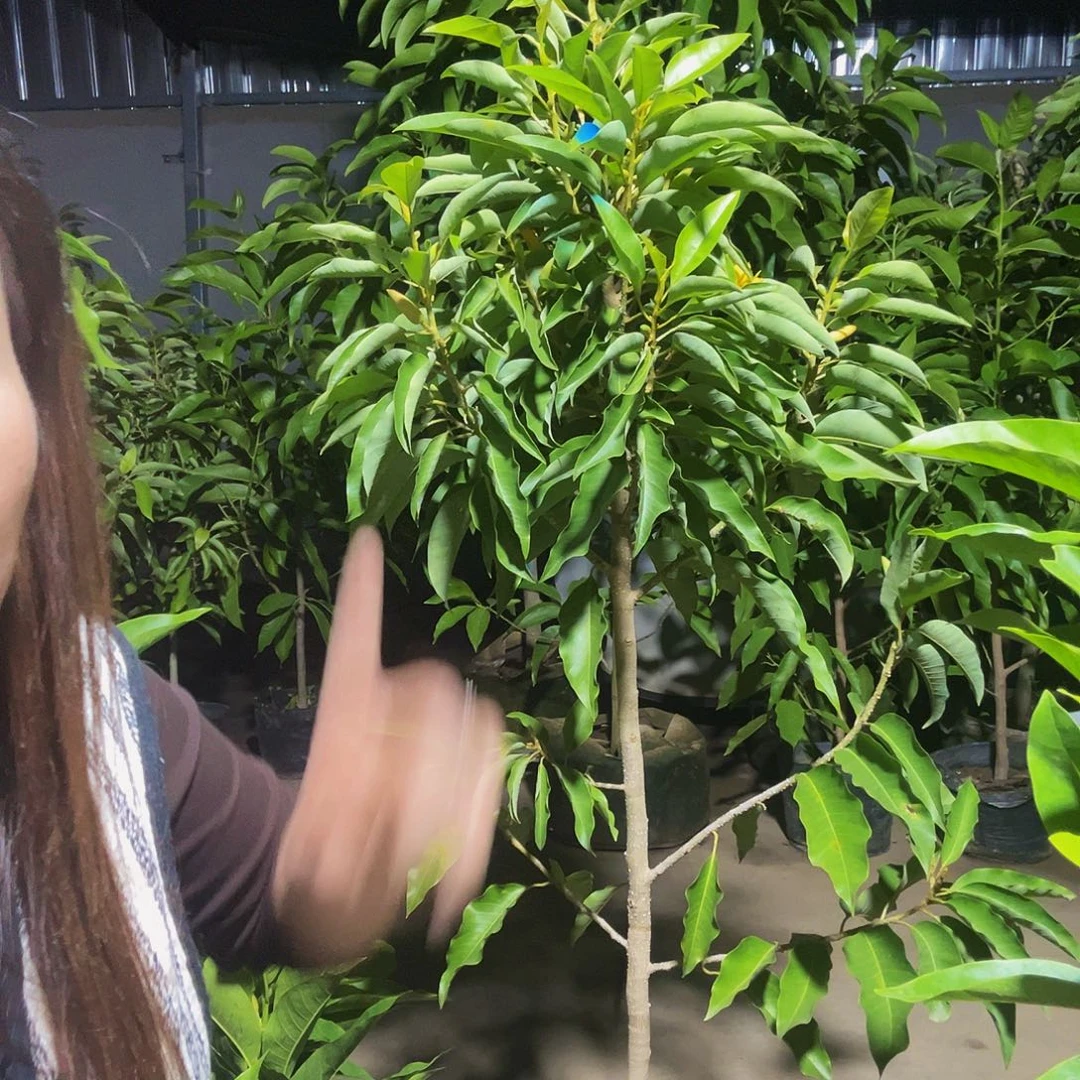 完全开放黄兰花福利价100