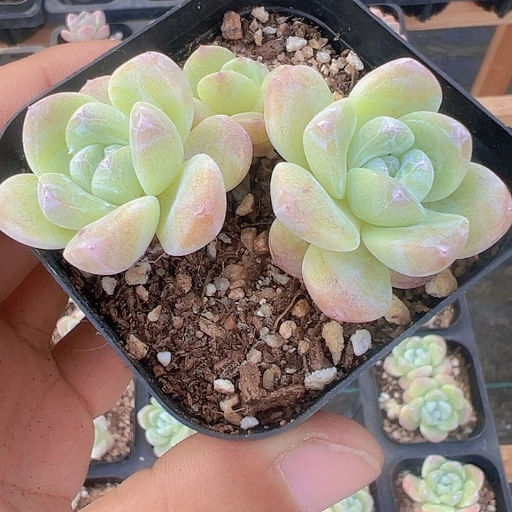 冰玉精品多肉植物