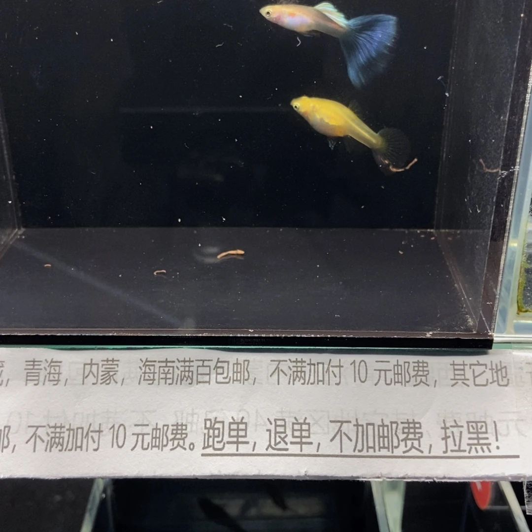 孔雀鱼黄化日本阑尾孔雀鱼