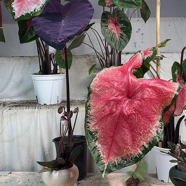 无花朵红桃A不带叶发货