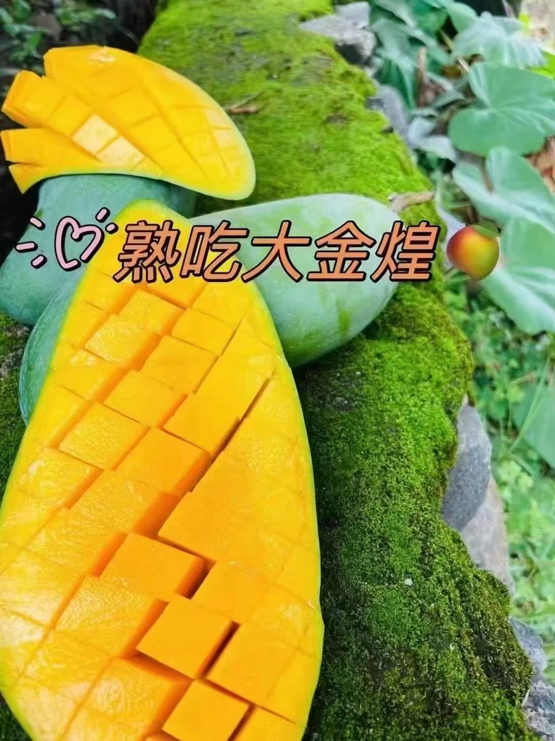 四川攀枝花请认准【金煌芒】大青芒肉厚皮薄核小多汁现摘现发