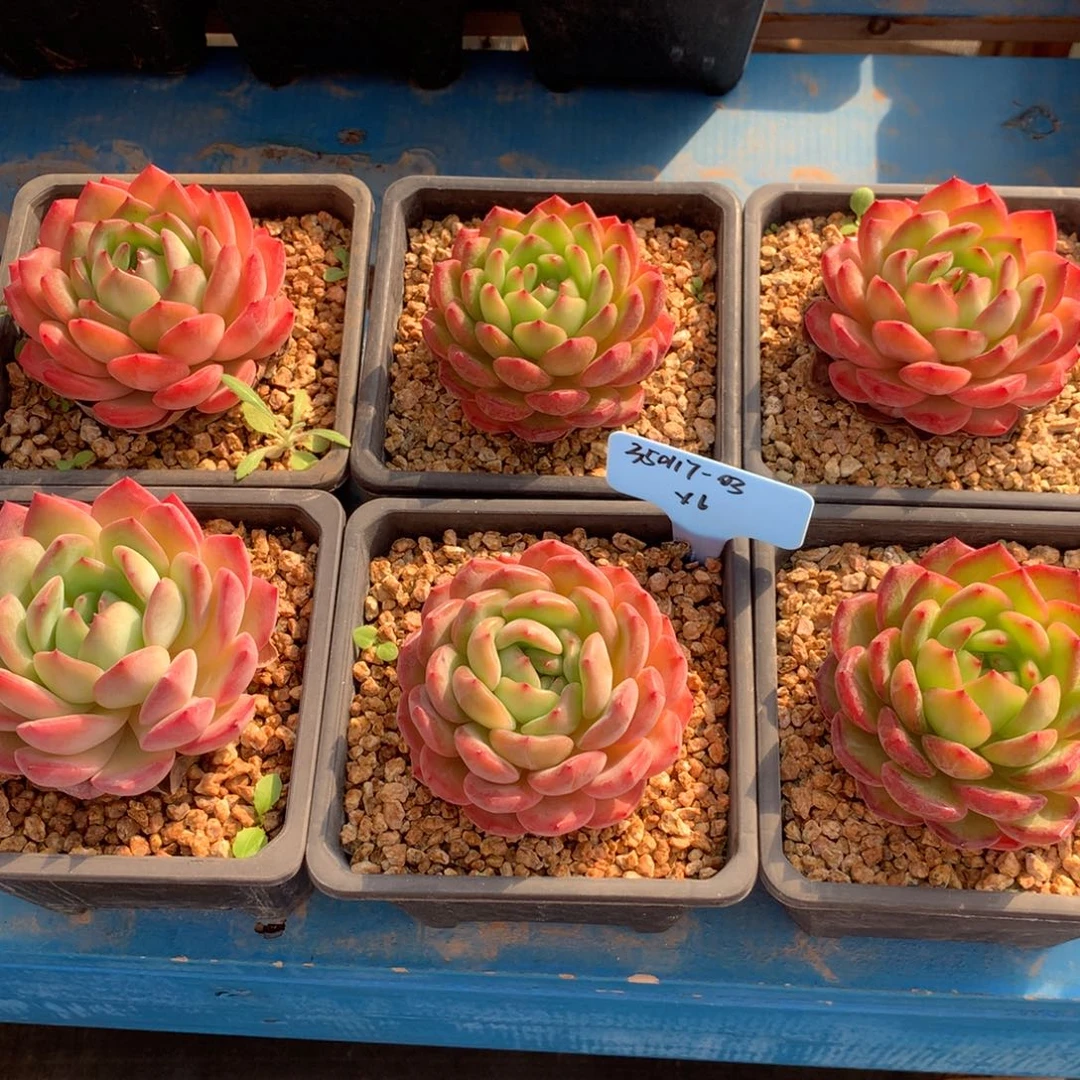 金**叔350117-03宝可梦6