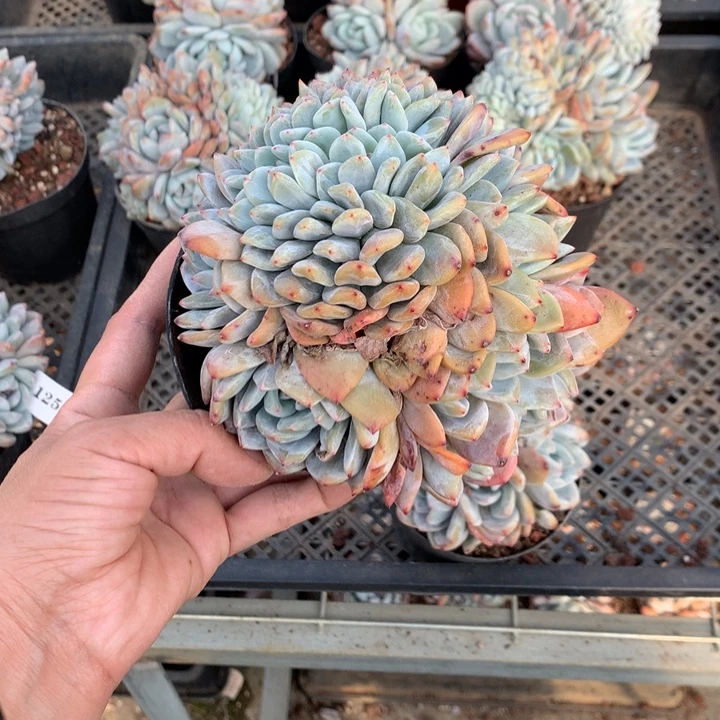小***西12564缀嗯嗯嗯嗯嗯嗯好想