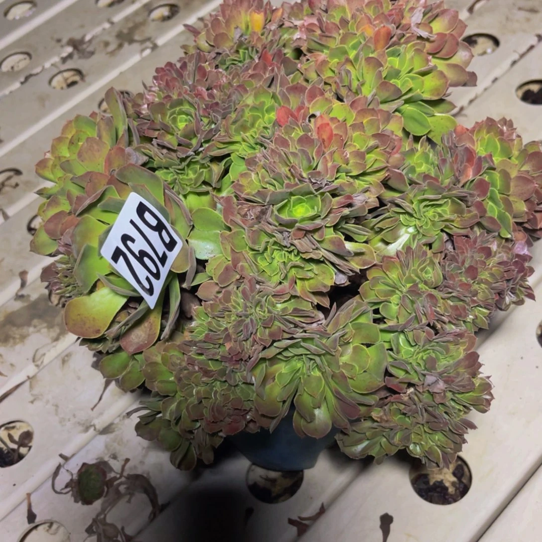 玫瑰法师7//18包邮