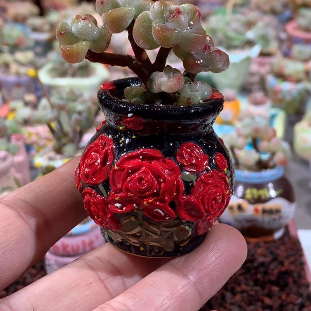 精品5念老庄盆景造型紫心冰玉带盆发货