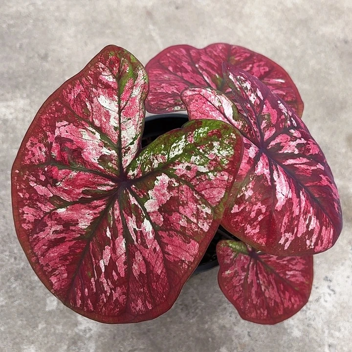 焦***丁30-1204大红袍广东现货