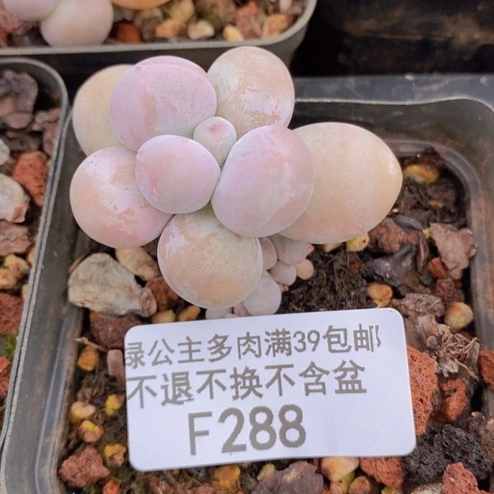 橙奶单头288多肉植物