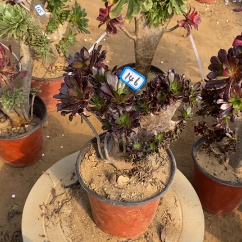 法师缀朵朵一物一拍