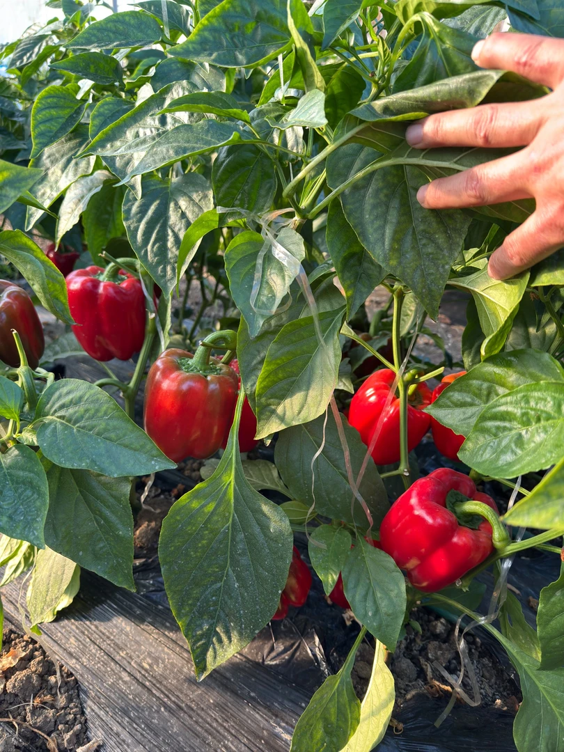 【现摘现发（中果）】水果五彩椒甜椒自然成熟生吃圆椒太空椒清脆爽口