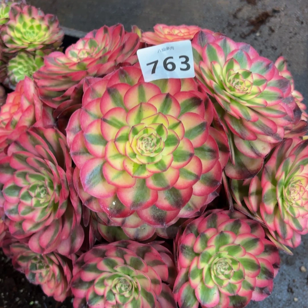 763多肉植物荔枝