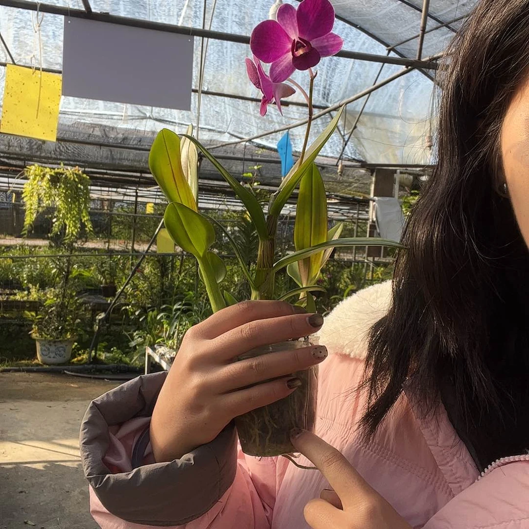 当前无花朵，栽培后可花朵多花色