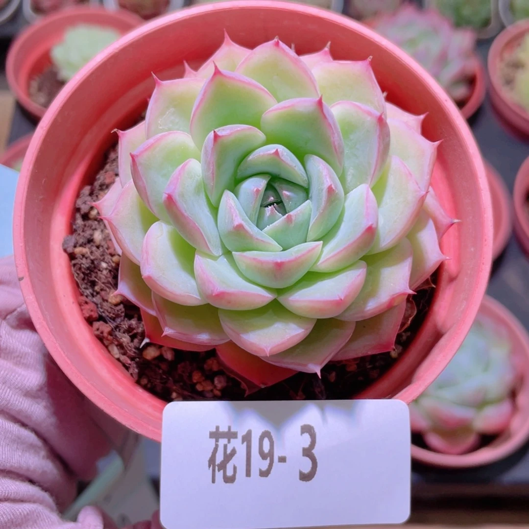 花利美19-3粉水晶