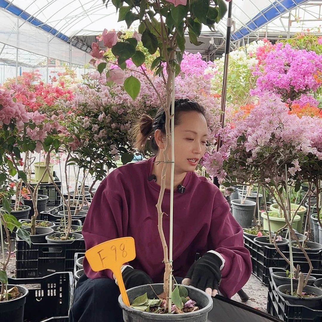 牛***？大部分花苞少量开放F98暗斑丽人