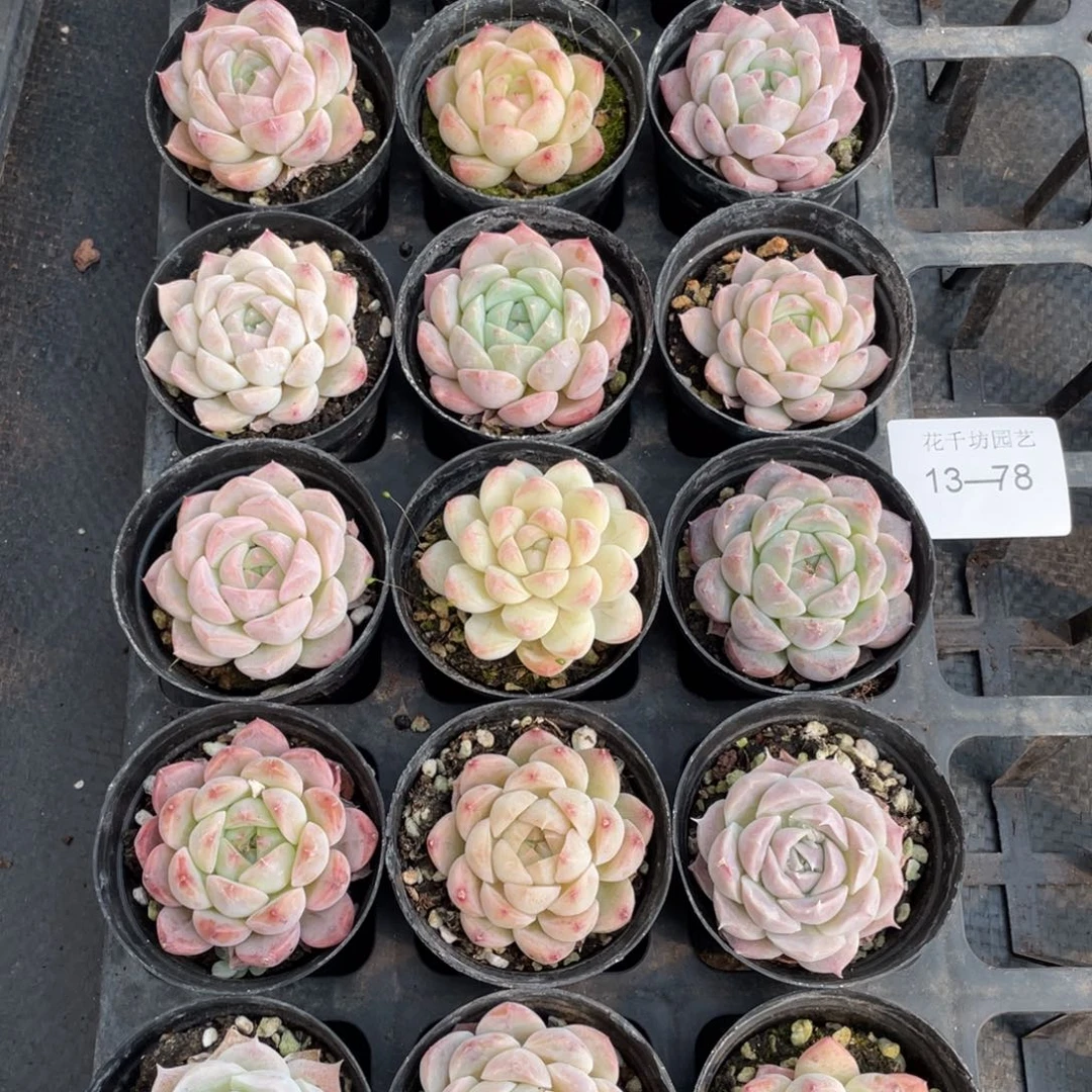 一物一拍18颗13-78