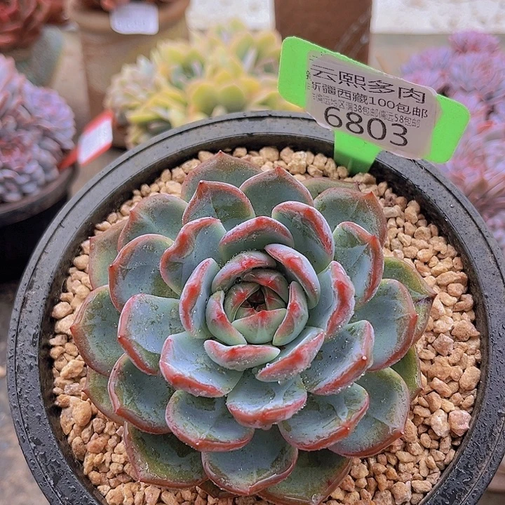 6803红鸾。