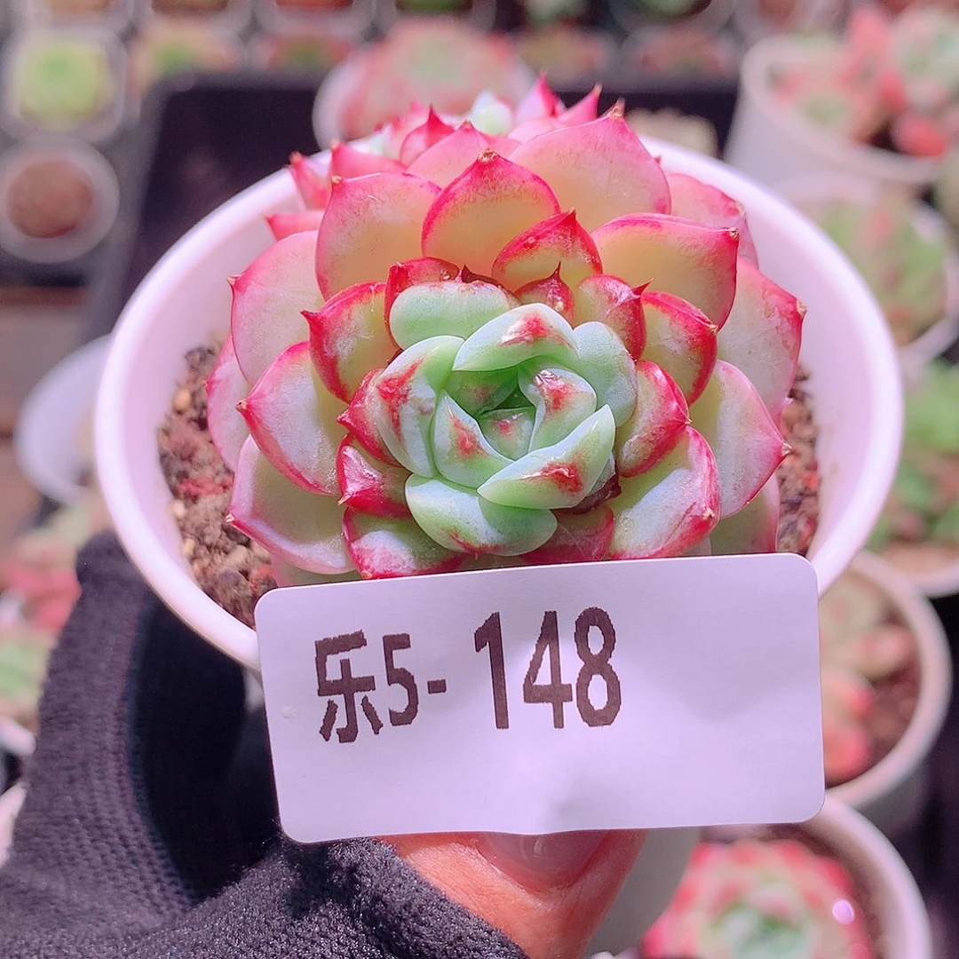 乐然5-148 天鹅绒