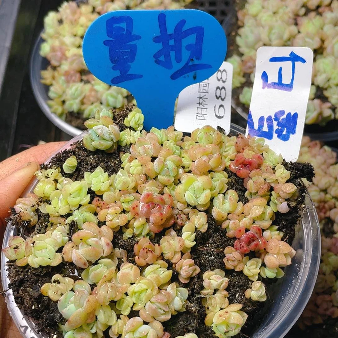 量拍多肉植物多肉植物688