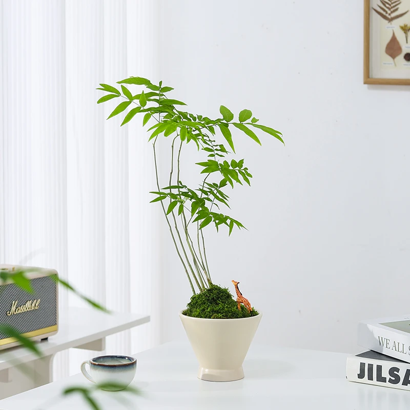 斜飘无患菩提盆栽植物客厅桌面摆件室内绿植四季常青好养花卉盆景