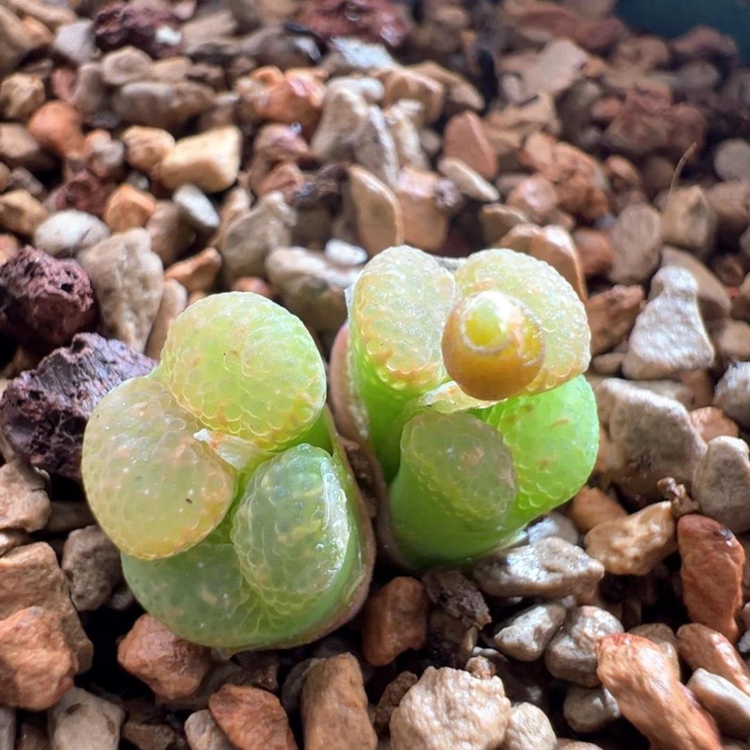 295。青蛙种源11km全窗泡泡勋章