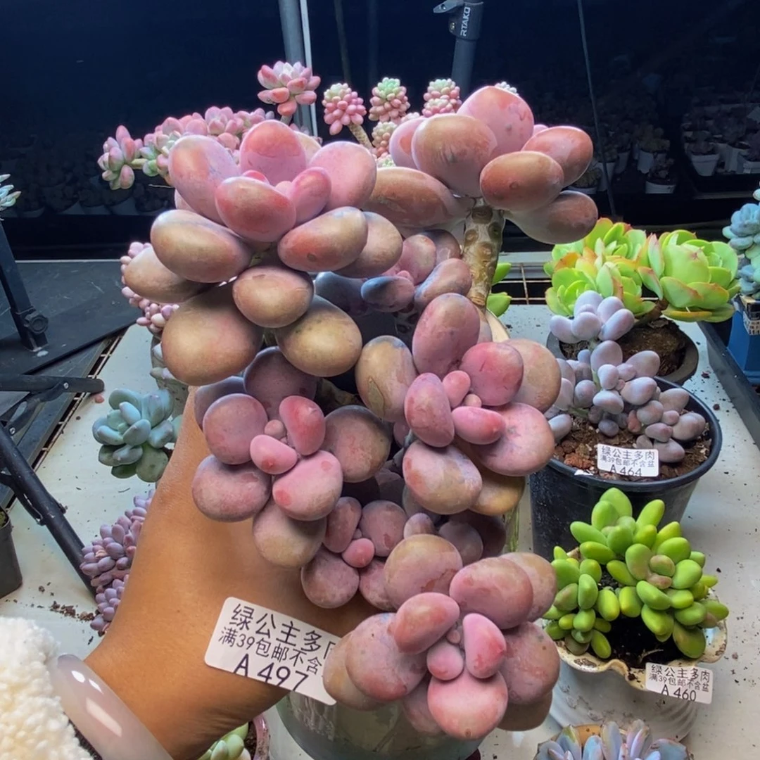 497腰子桃蛋多肉15cm