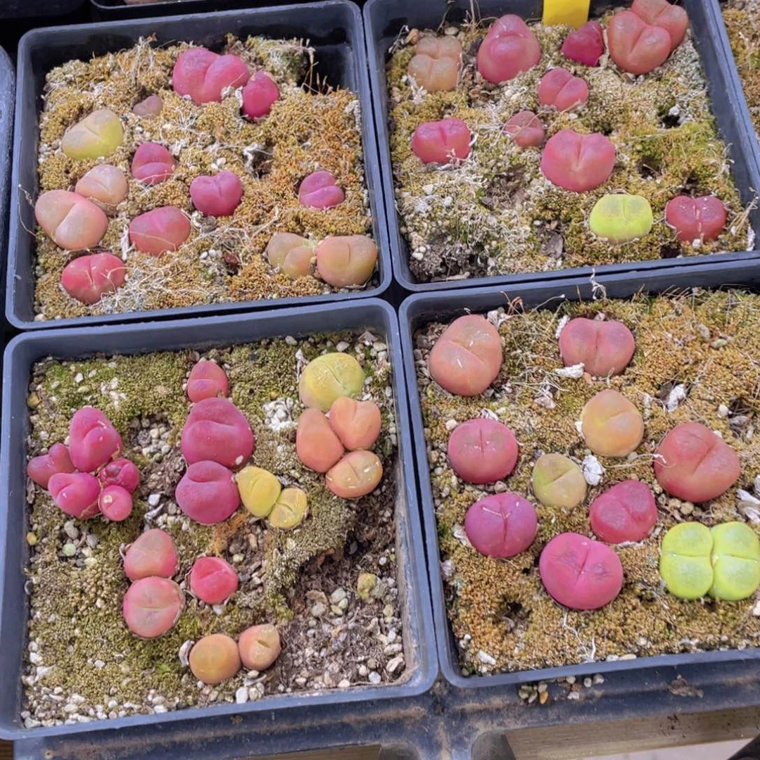 707号 八年毛汉尼一盒