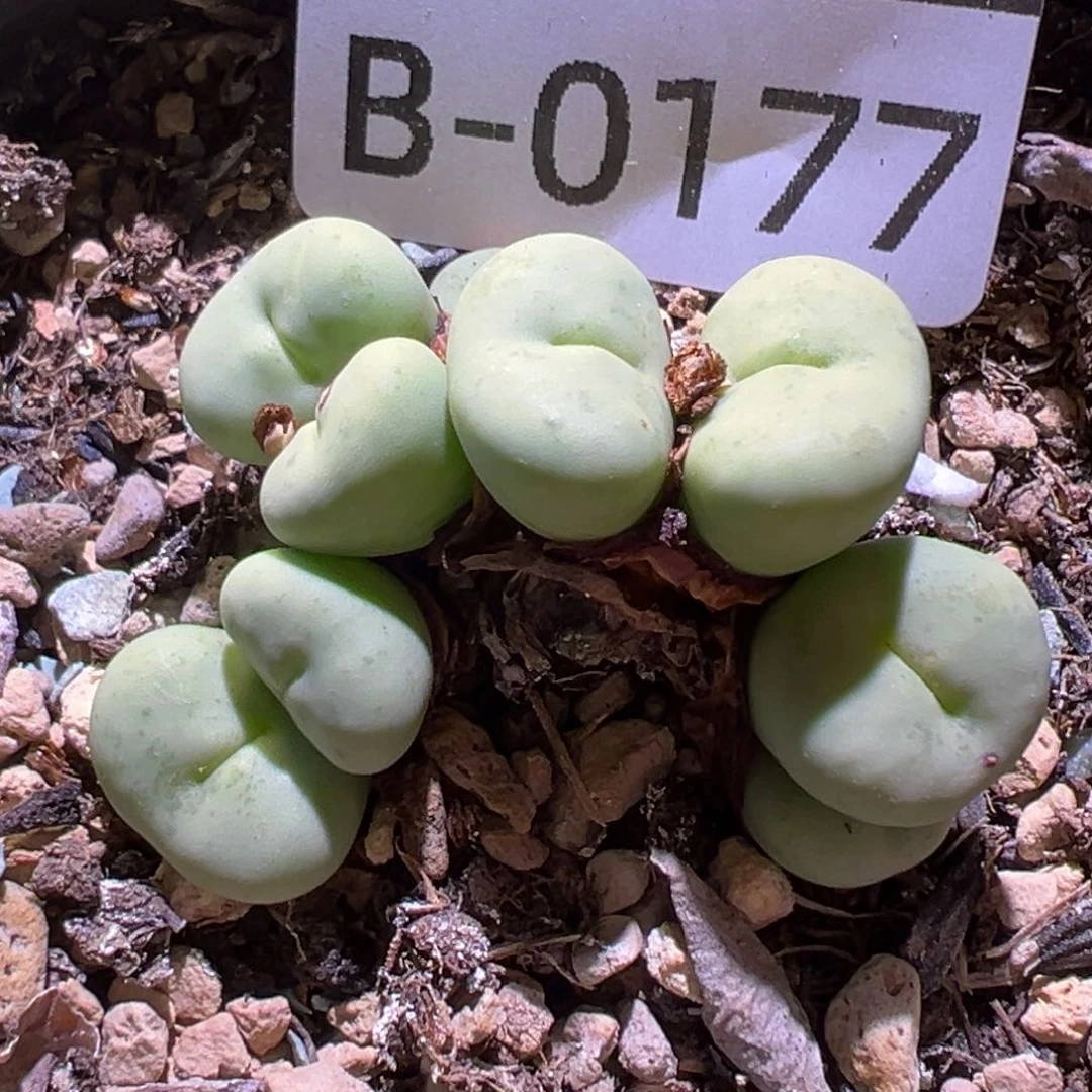 多肉植物11111111111111111