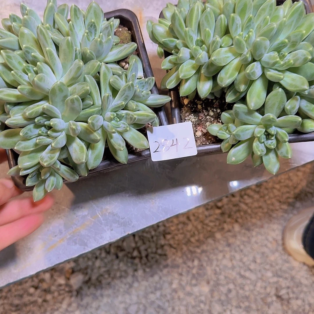 来***张2842雨花石多肉两颗