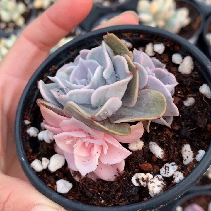 天鹅湖锦多肉植物