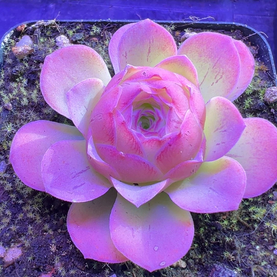 草莓830山地玫瑰多肉