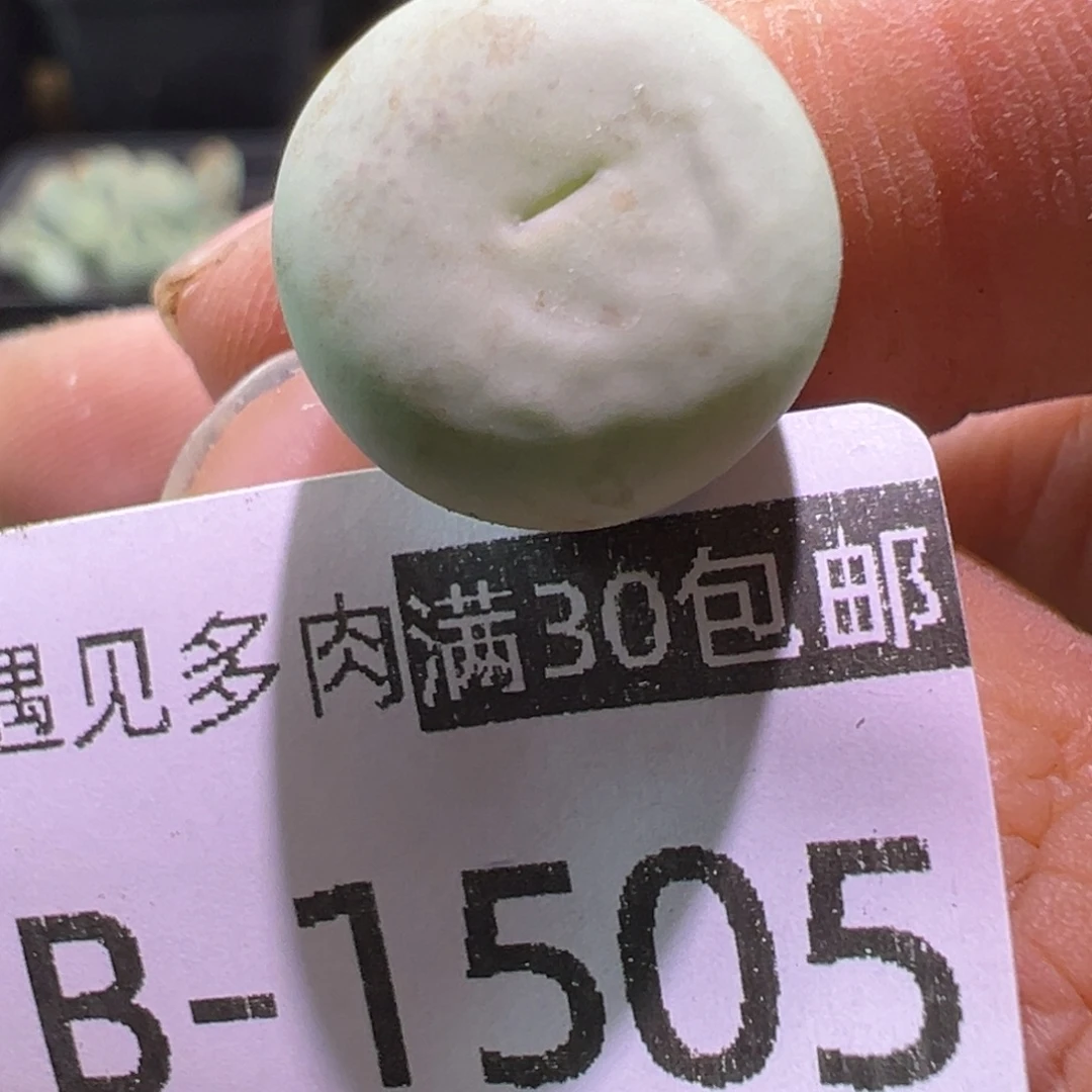 多肉植物111111111111