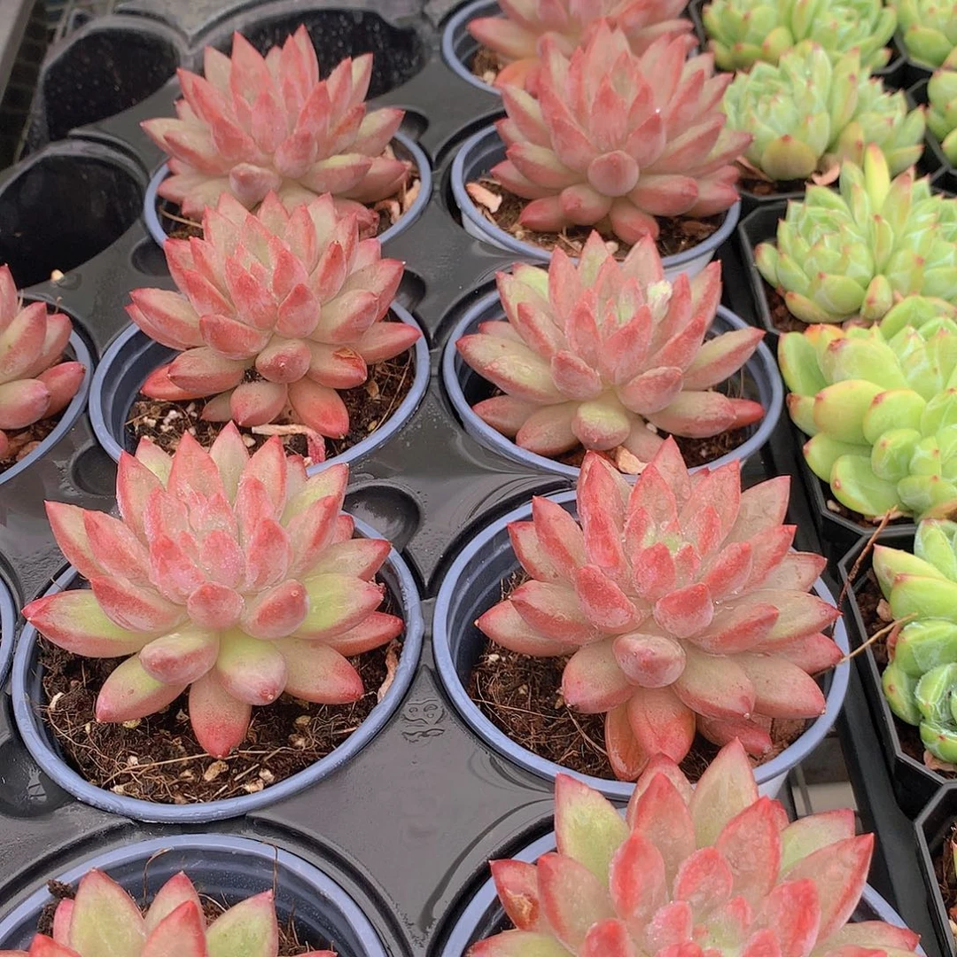 正版羽毛纹虞美人3466778899