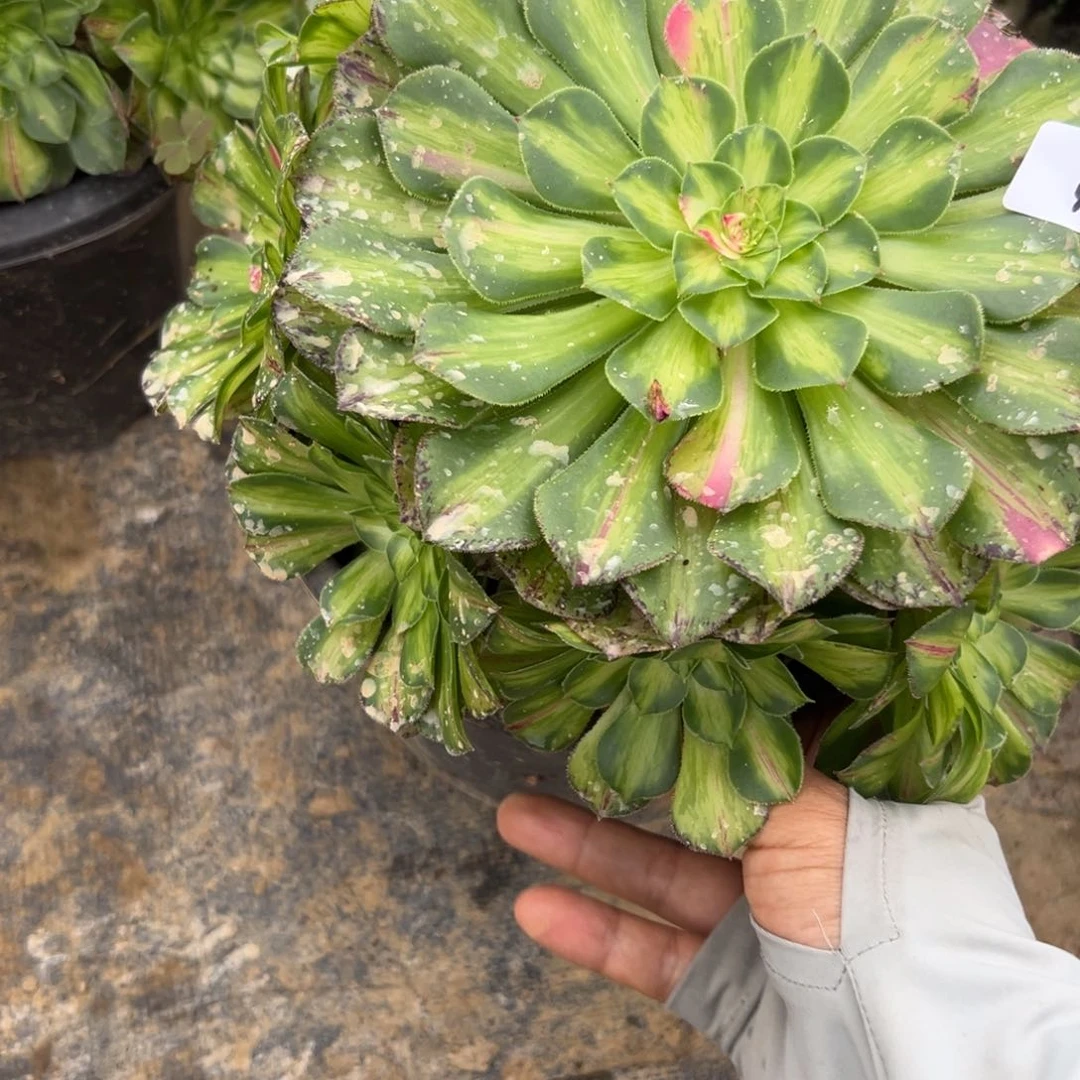 44知否多肉多肉植物