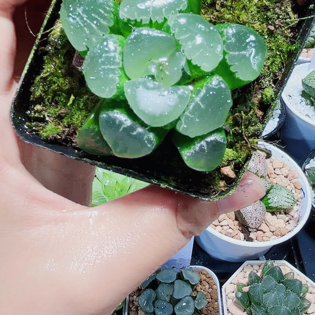 姬翠寿多肉植物6666