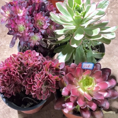 208多肉植物组合