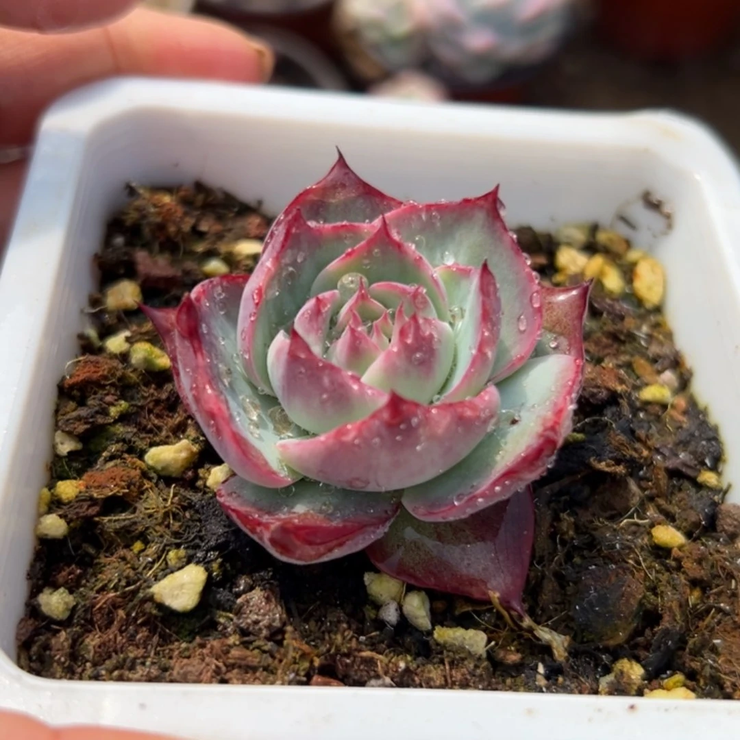 多肉植物多肉植物